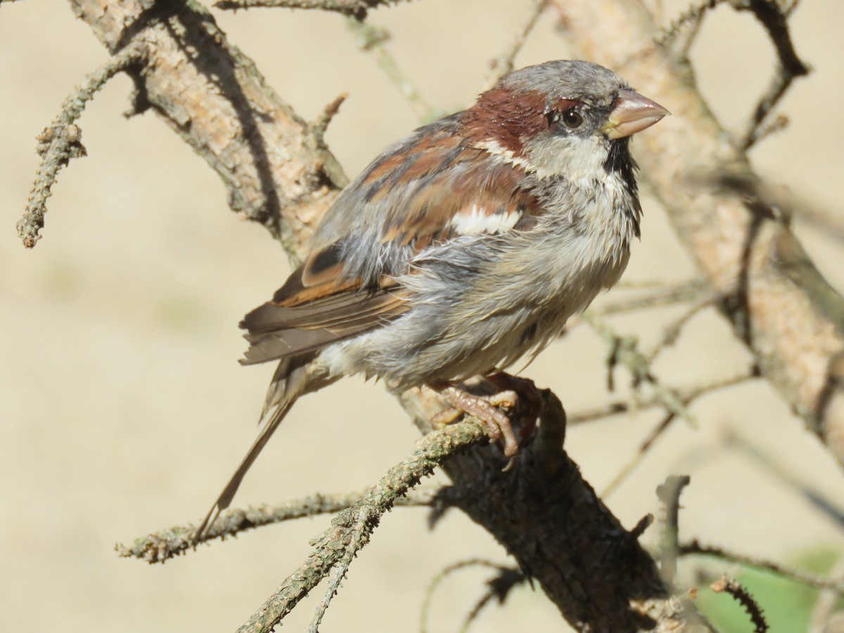 House Sparrow - ML111295841