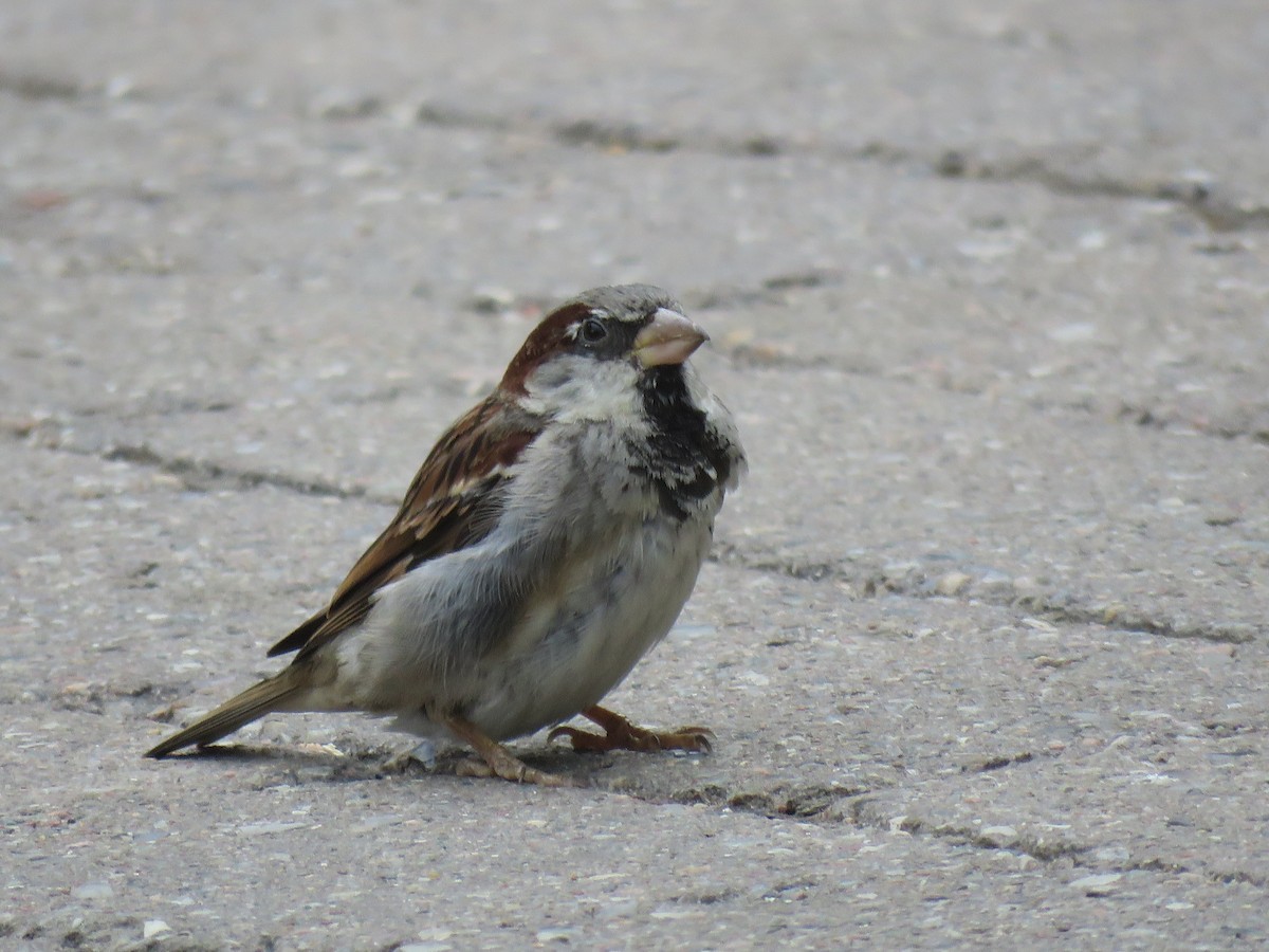 House Sparrow - ML111296001