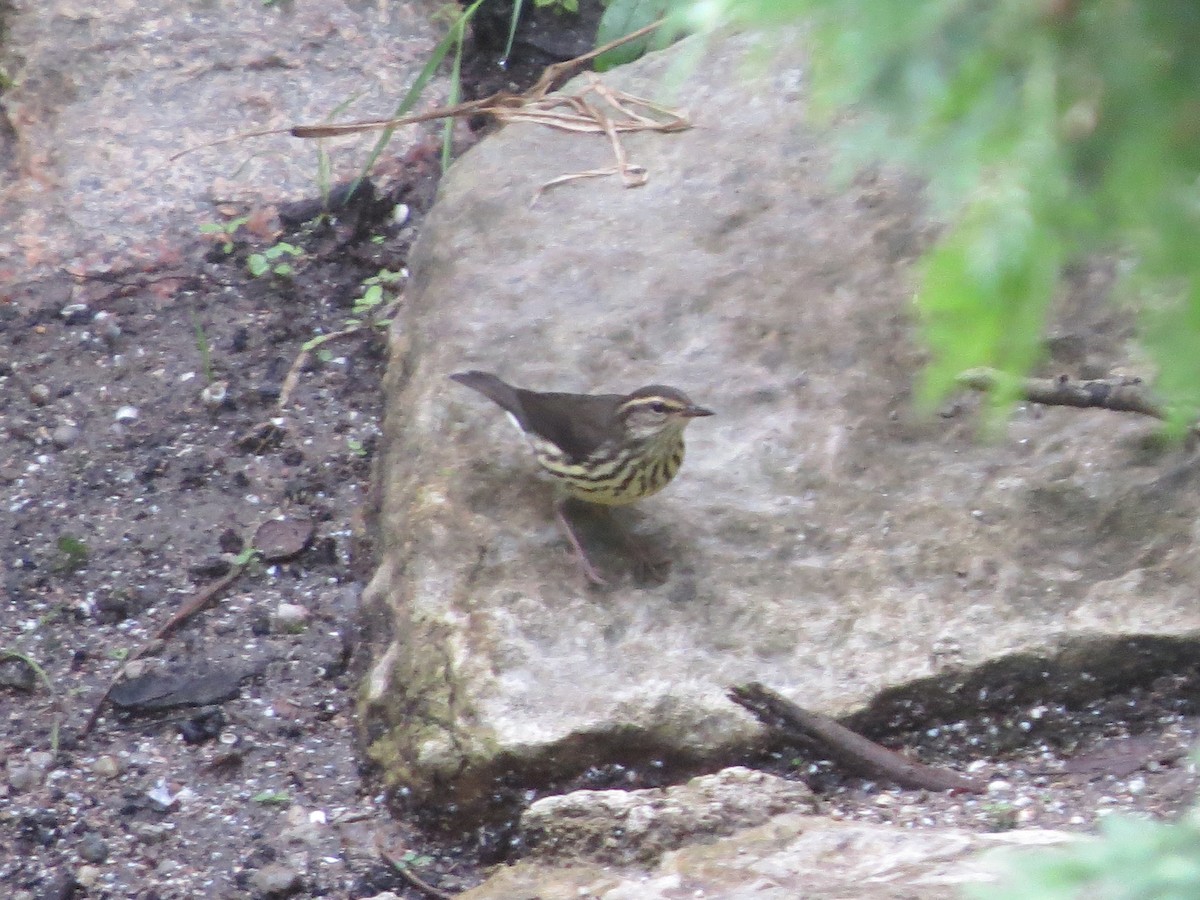 Northern Waterthrush - ML111296481