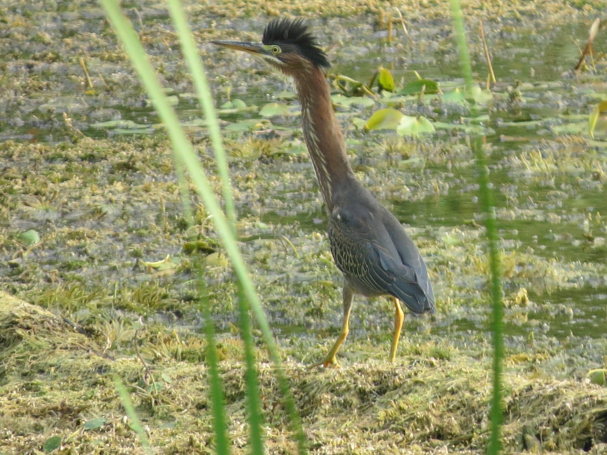 Green Heron - ML111296541