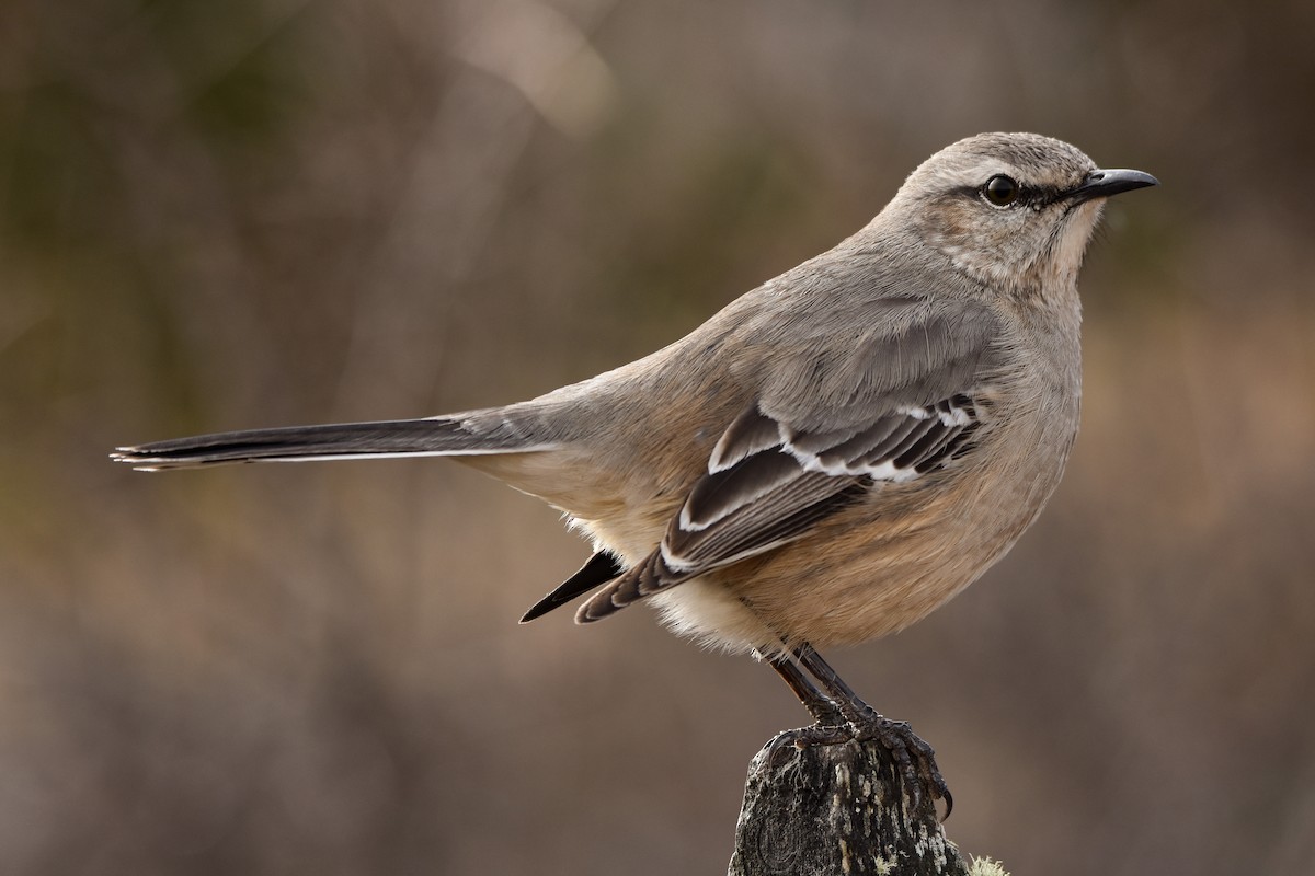 Patagonian Mockingbird - Hederd Torres García