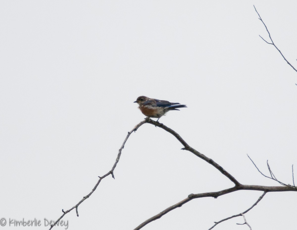 Eastern Bluebird - ML111297171