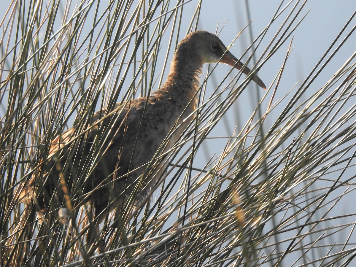 Clapper Rail - Brett Moyer_