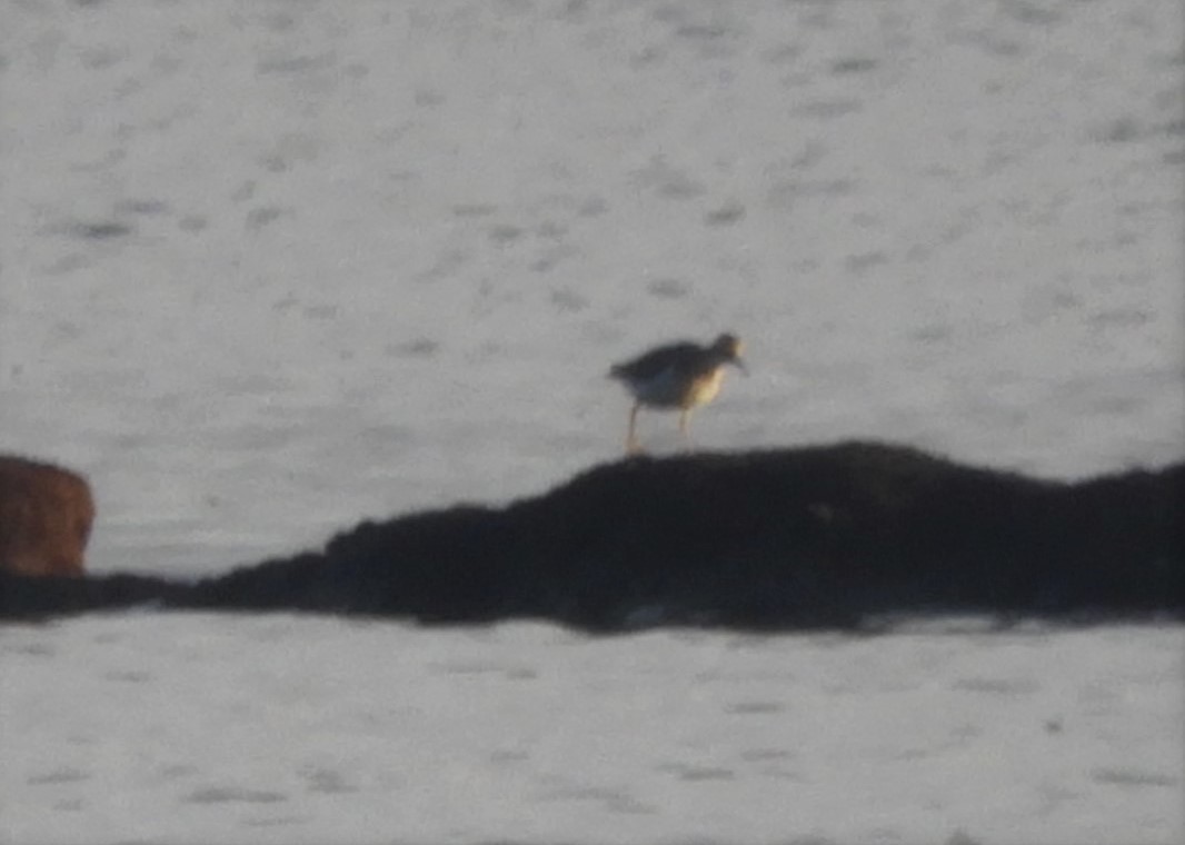 Solitary Sandpiper - ML111297861