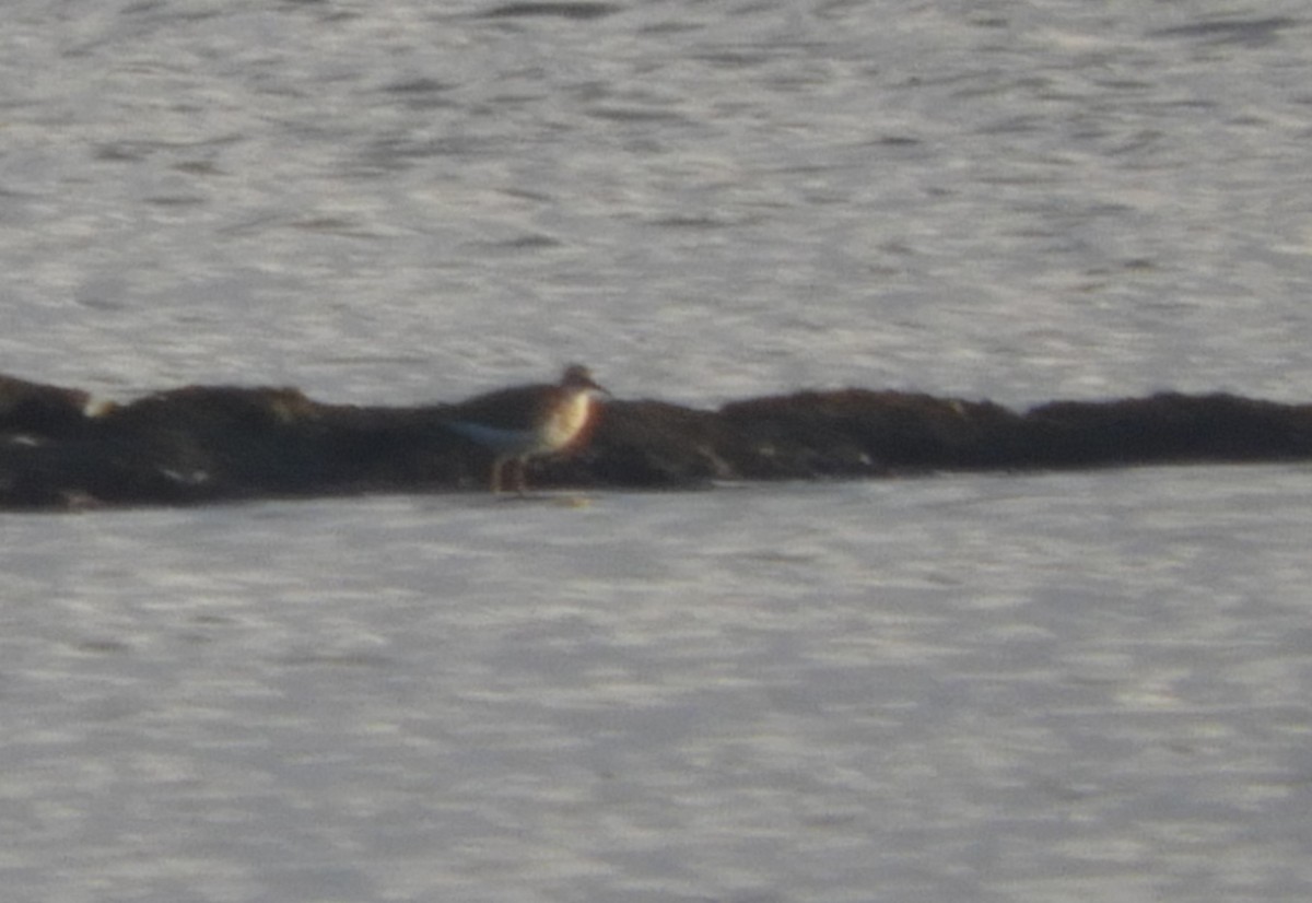Solitary Sandpiper - ML111297881