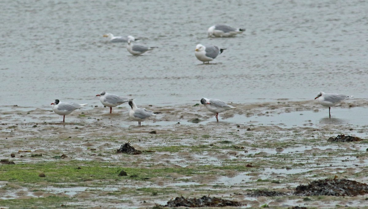 Mediterranean Gull - ML111297951