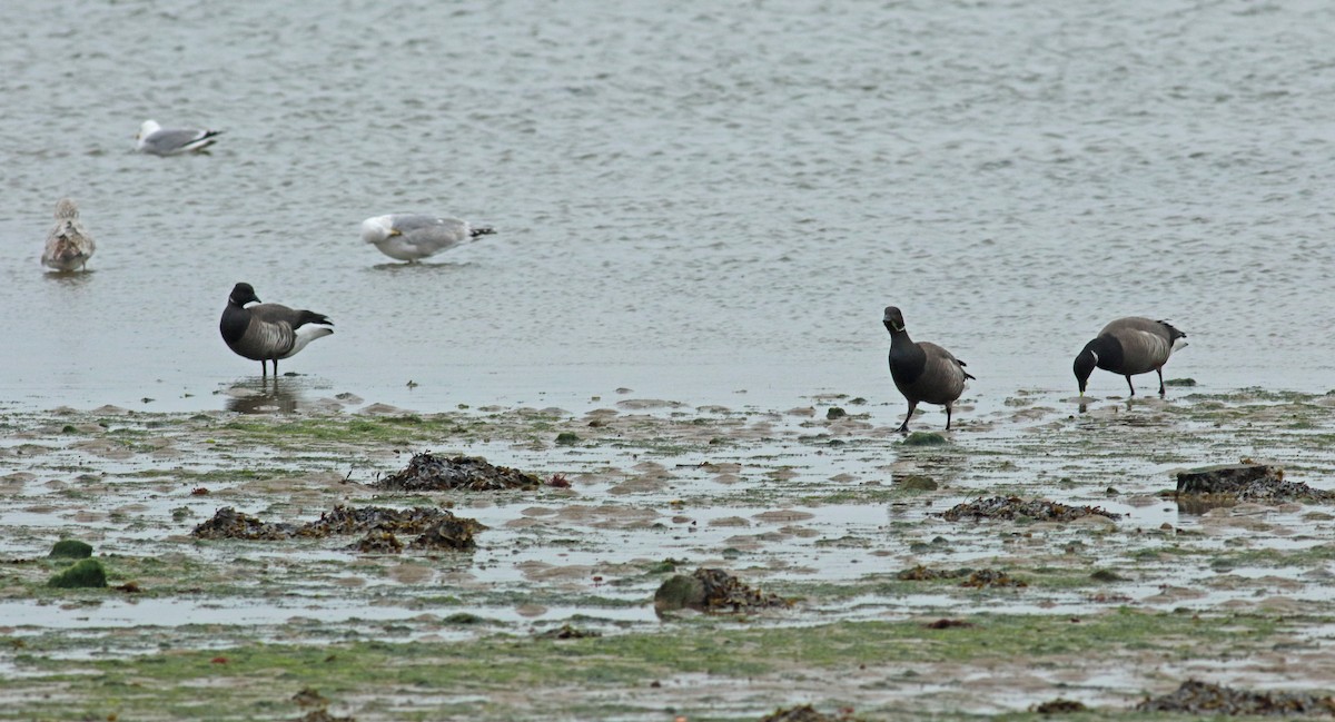 Brant - ML111298151