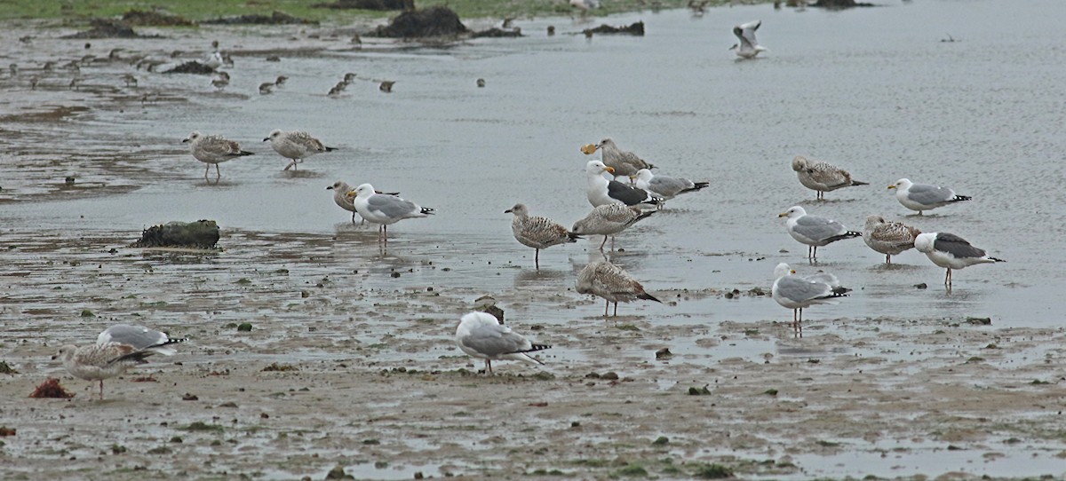 European Herring Gull - ML111298251