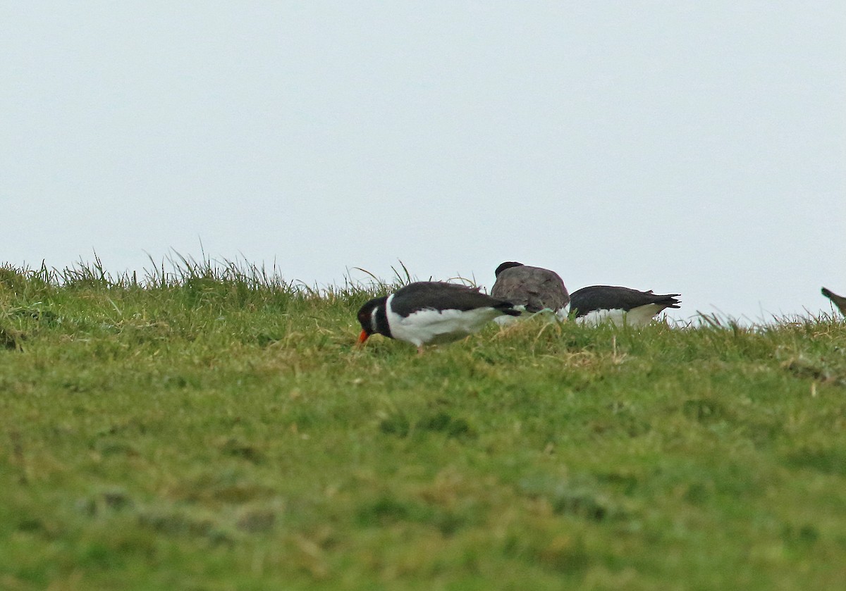 Eurasian Oystercatcher - ML111298601