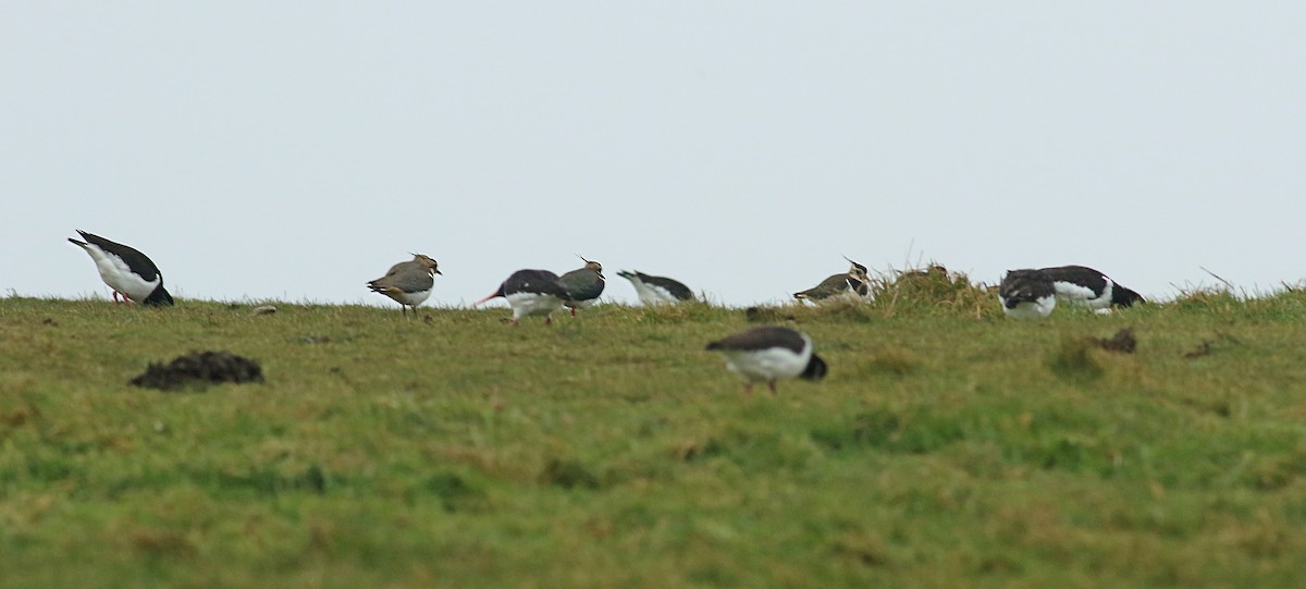 Northern Lapwing - ML111298611