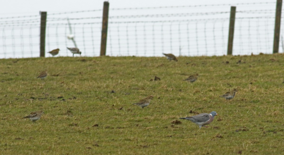 European Golden-Plover - ML111298631