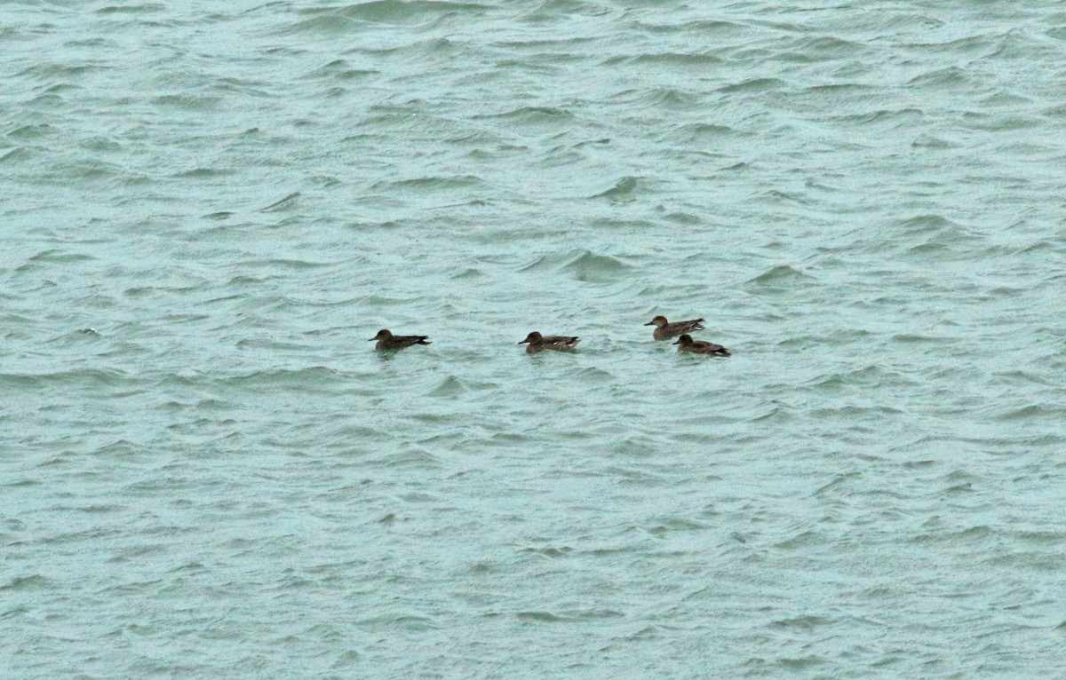 Green-winged Teal (Eurasian) - ML111298651