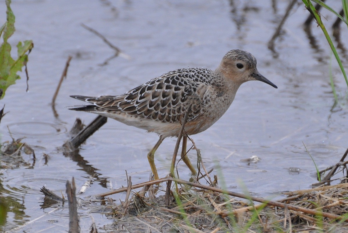 Buff-breasted Sandpiper - ML111301921