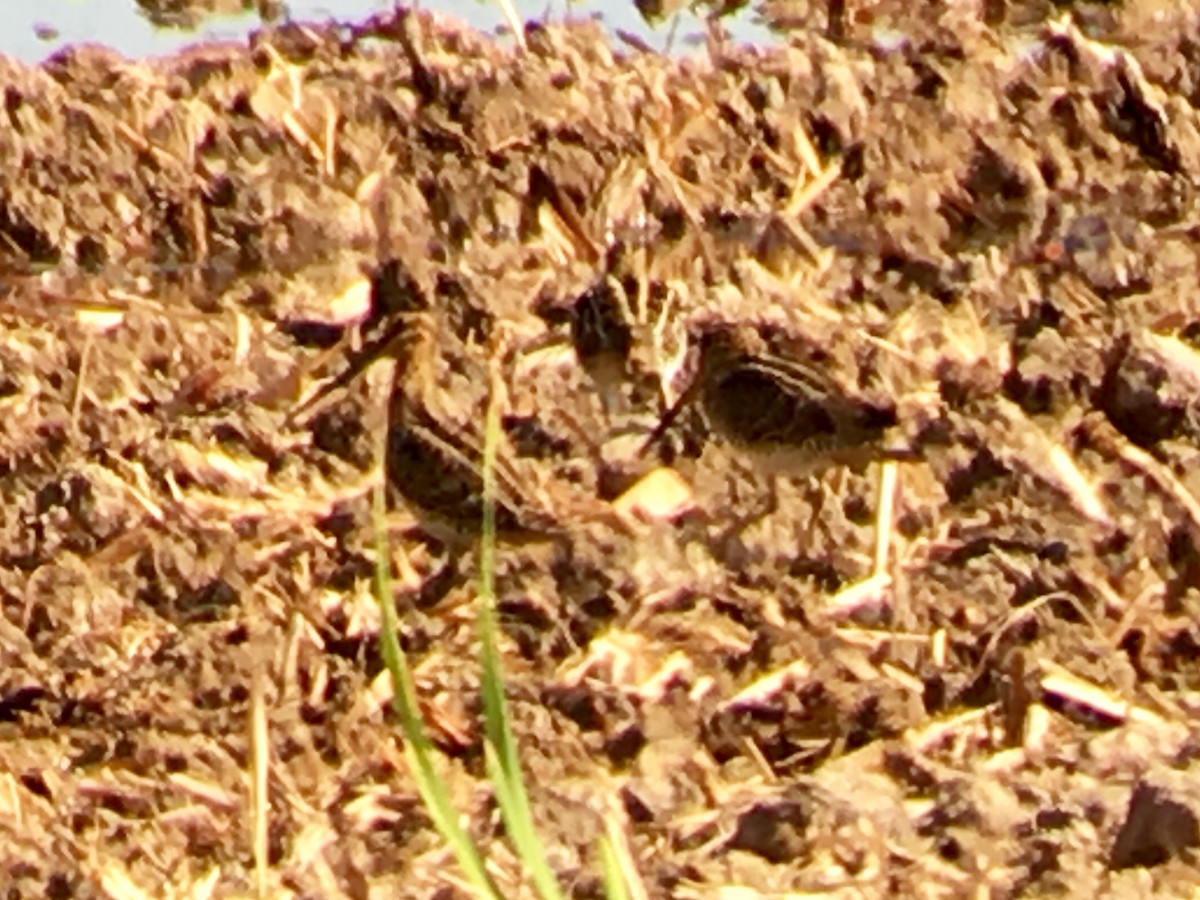 Wilson's Snipe - ML111303451