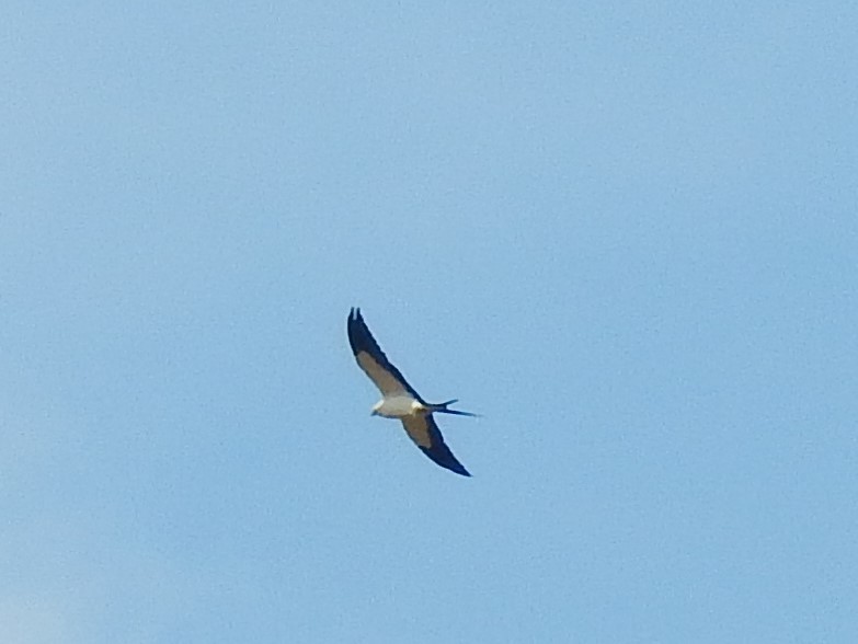 Swallow-tailed Kite - ML111306081