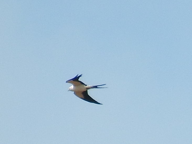 Swallow-tailed Kite - ML111306091