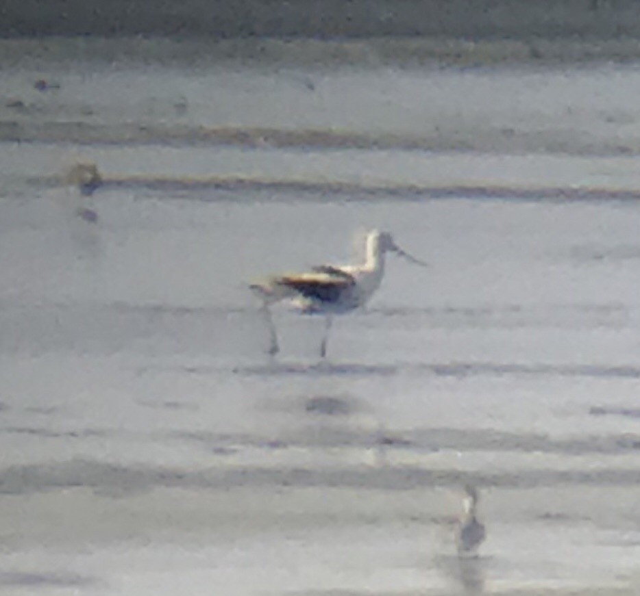 American Avocet - ML111306351