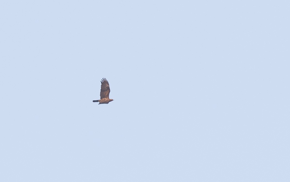 Wahlberg's Eagle - ML111306461