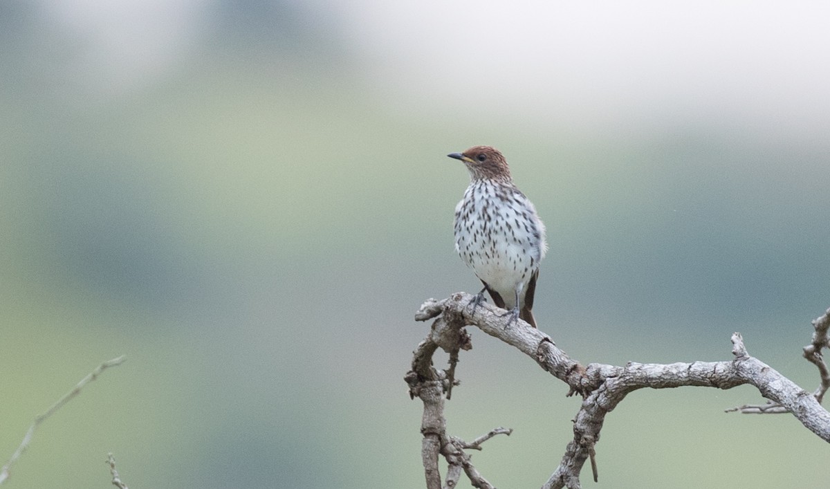 Violet-backed Starling - ML111307281