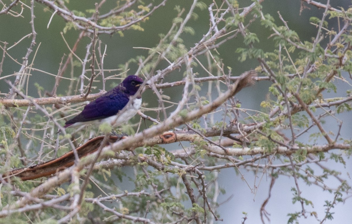 Violet-backed Starling - ML111307321