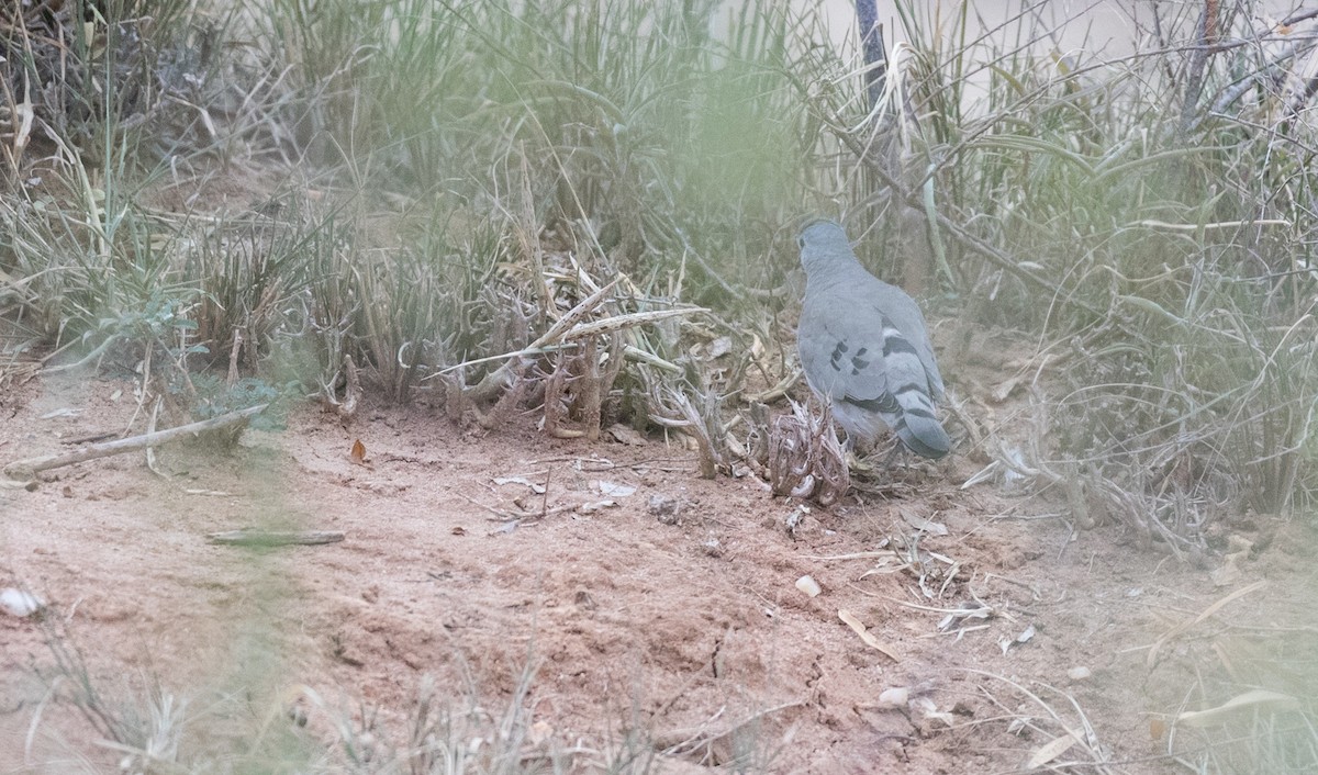 Black-billed Wood-Dove - ML111308311