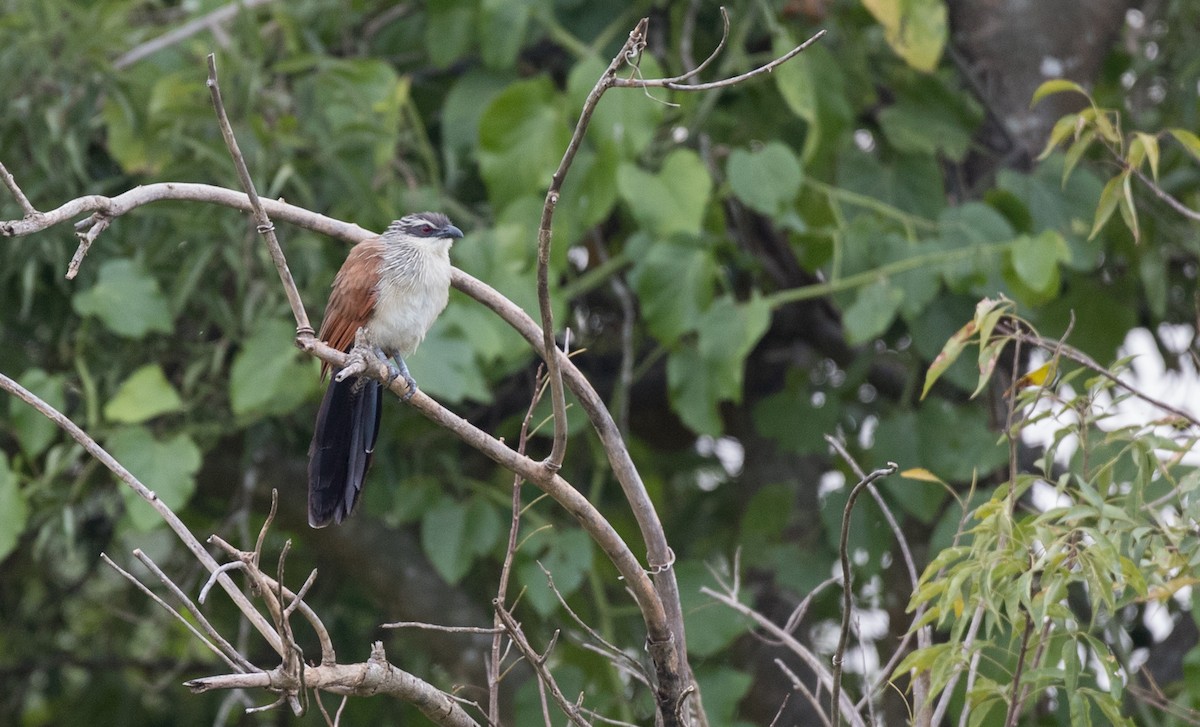 White-browed Coucal (White-browed) - ML111308531