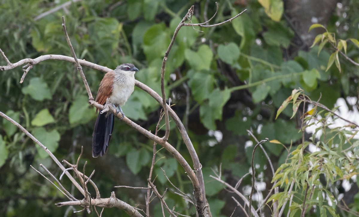 Coucal à sourcils blancs (superciliosus/loandae) - ML111308531