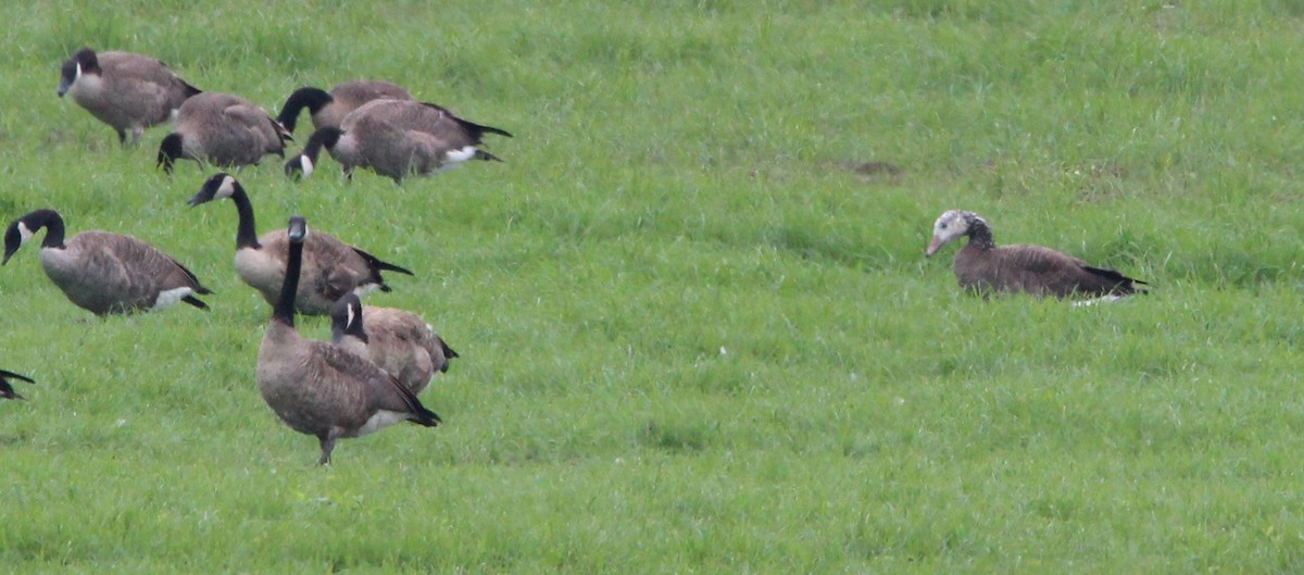 Canada Goose - ML111308631