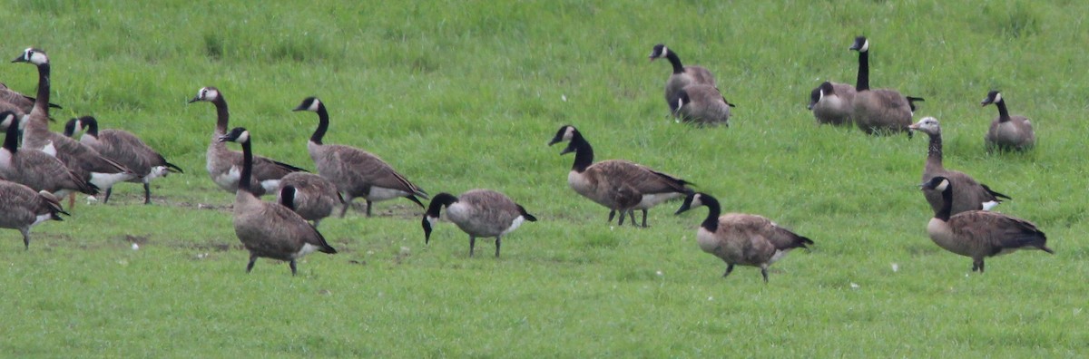 Canada Goose - ML111308661