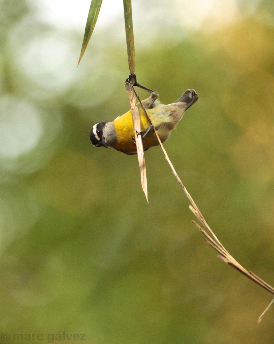 Bananaquit - Marc Gálvez