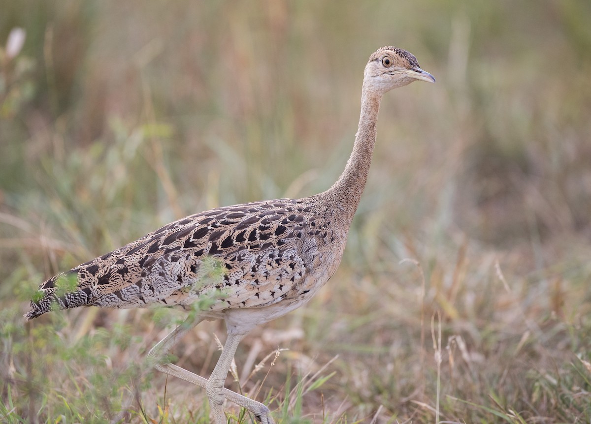 Black-bellied Bustard - ML111309041