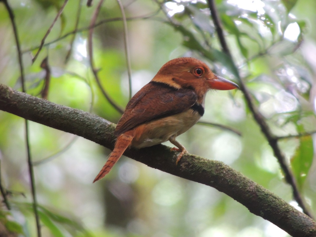 Collared Puffbird - Rick Robinson