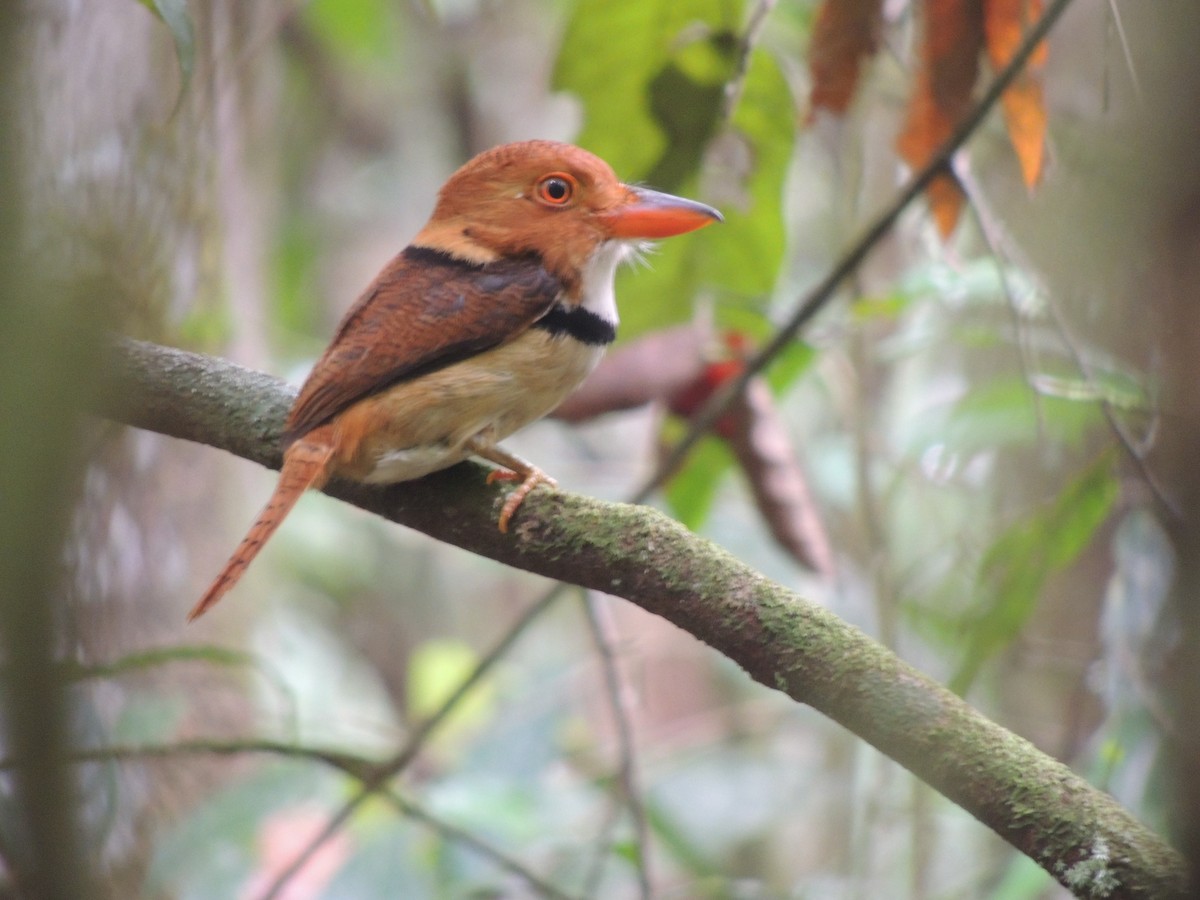 Collared Puffbird - ML111309181