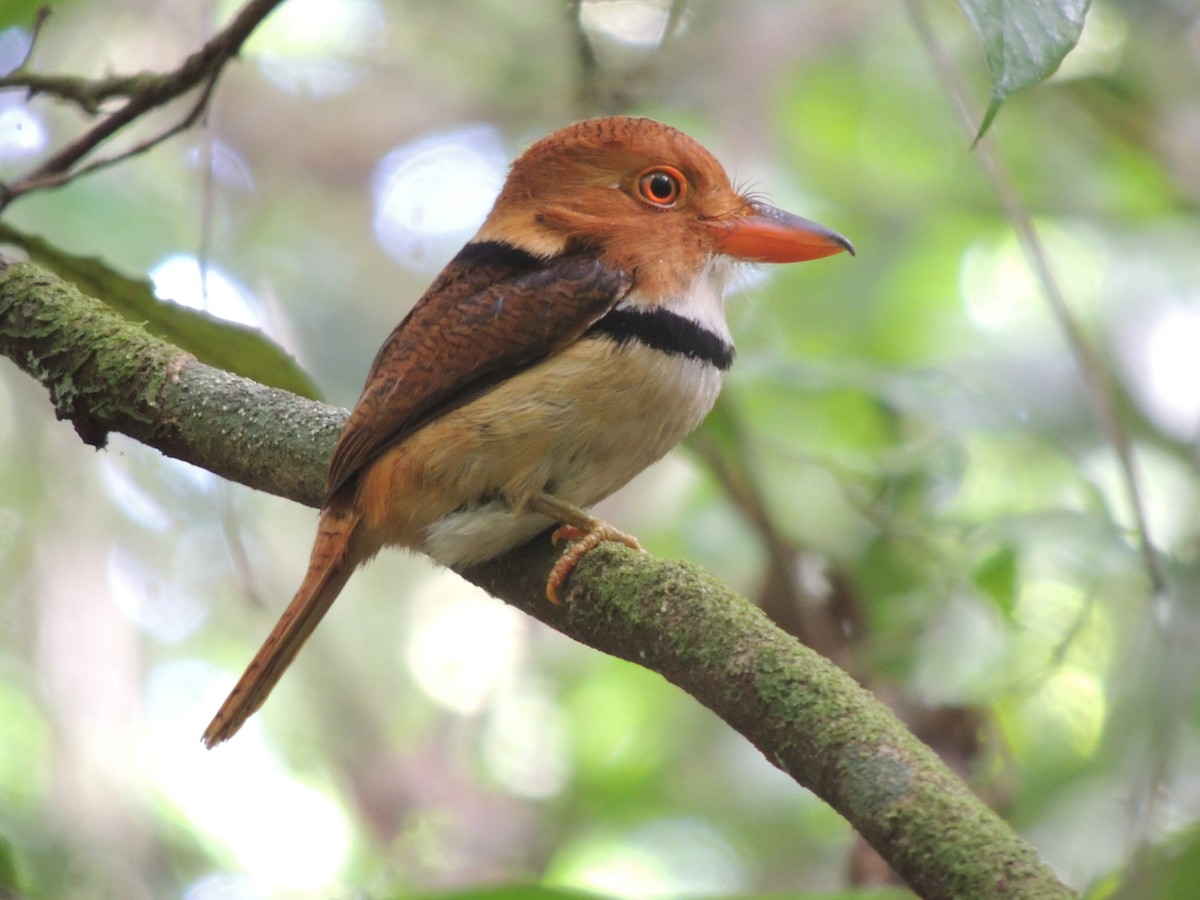 Collared Puffbird - Rick Robinson