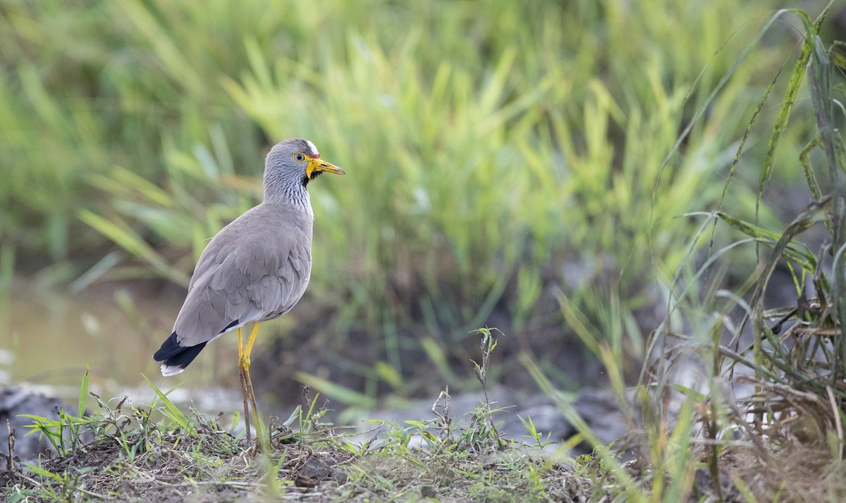 Wattled Lapwing - ML111309261