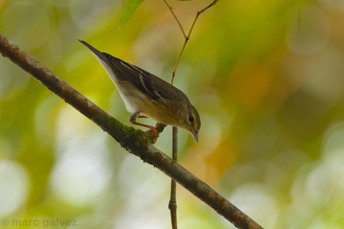 Blackpoll Warbler - Marc Gálvez