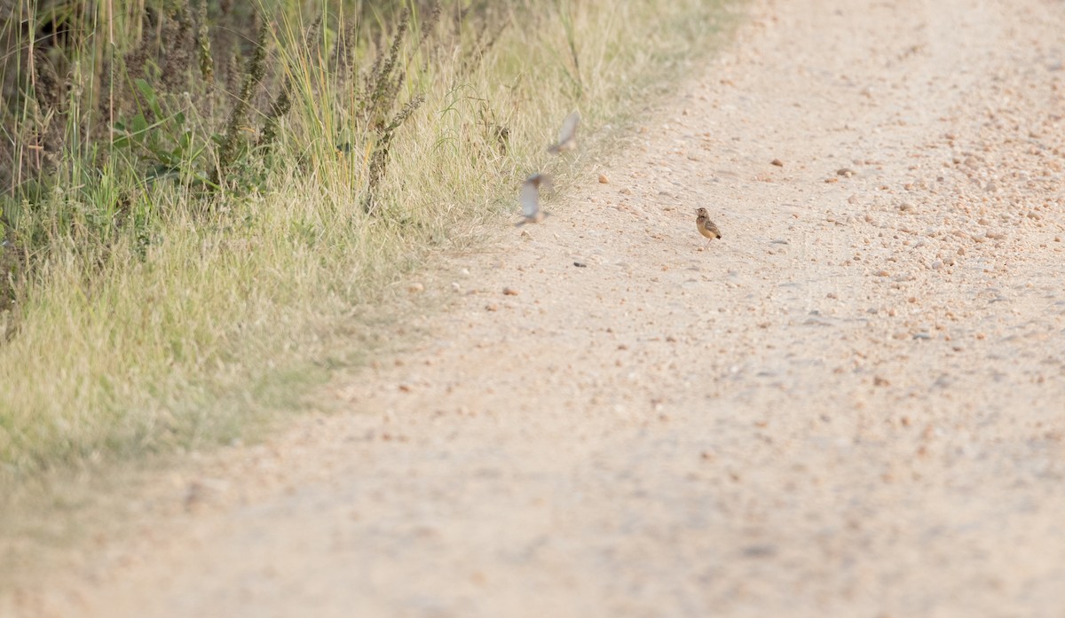 Flappet Lark - ML111309501