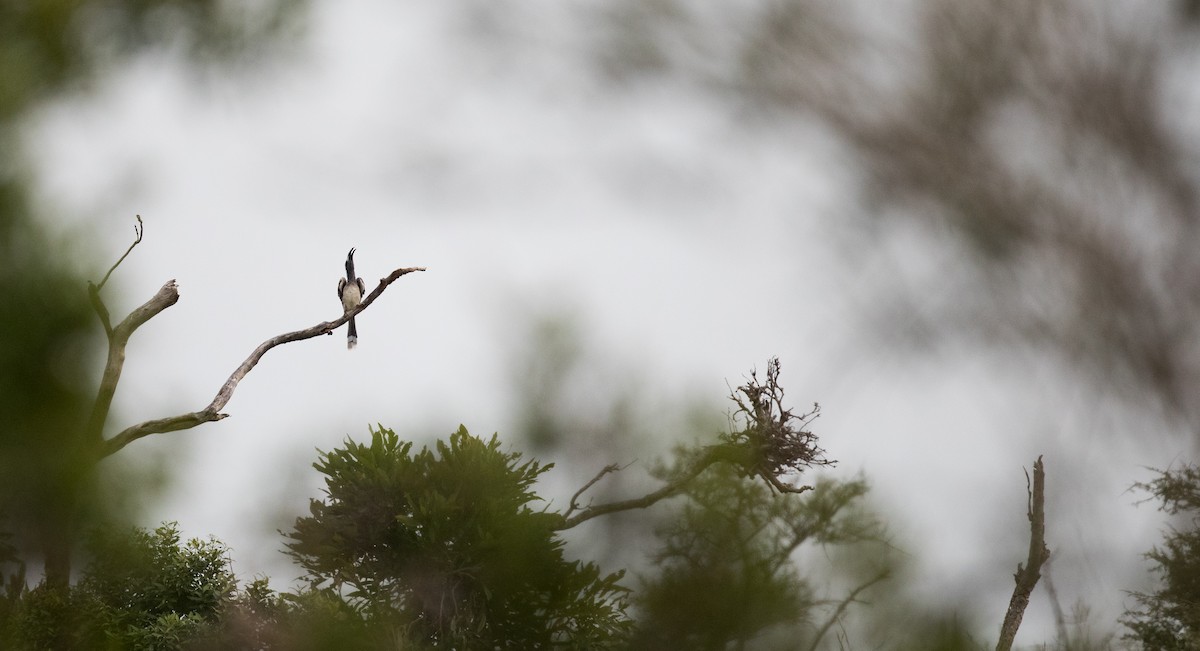 African Gray Hornbill - ML111309521