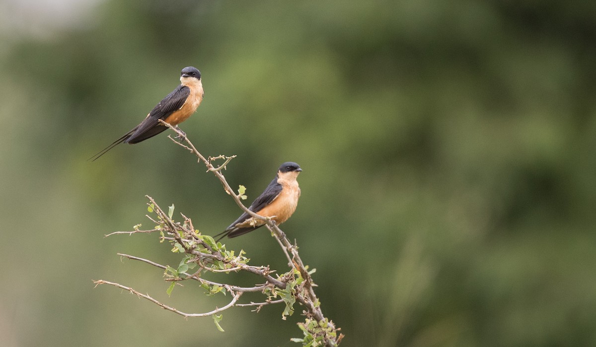 Rufous-chested Swallow - ML111309541