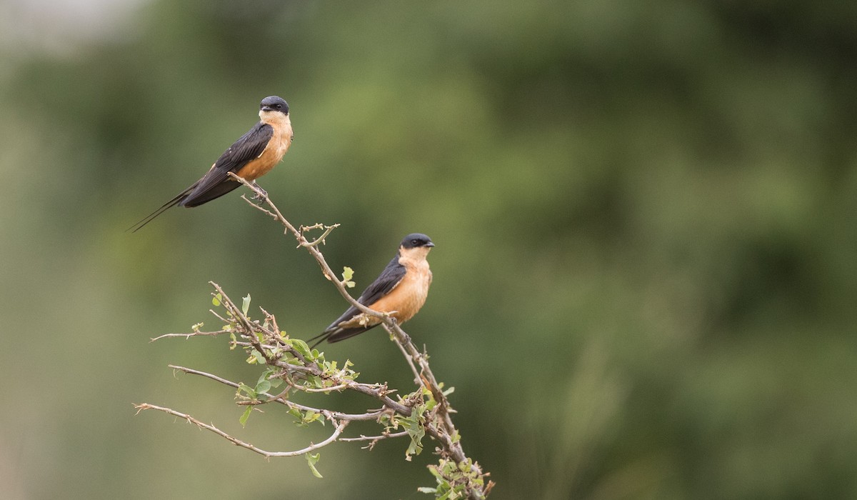 Golondrina Pechirrufa - ML111309541