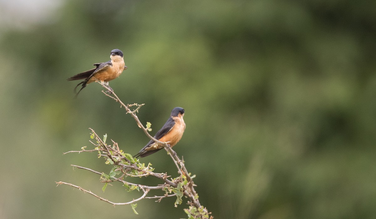 Rufous-chested Swallow - ML111309641