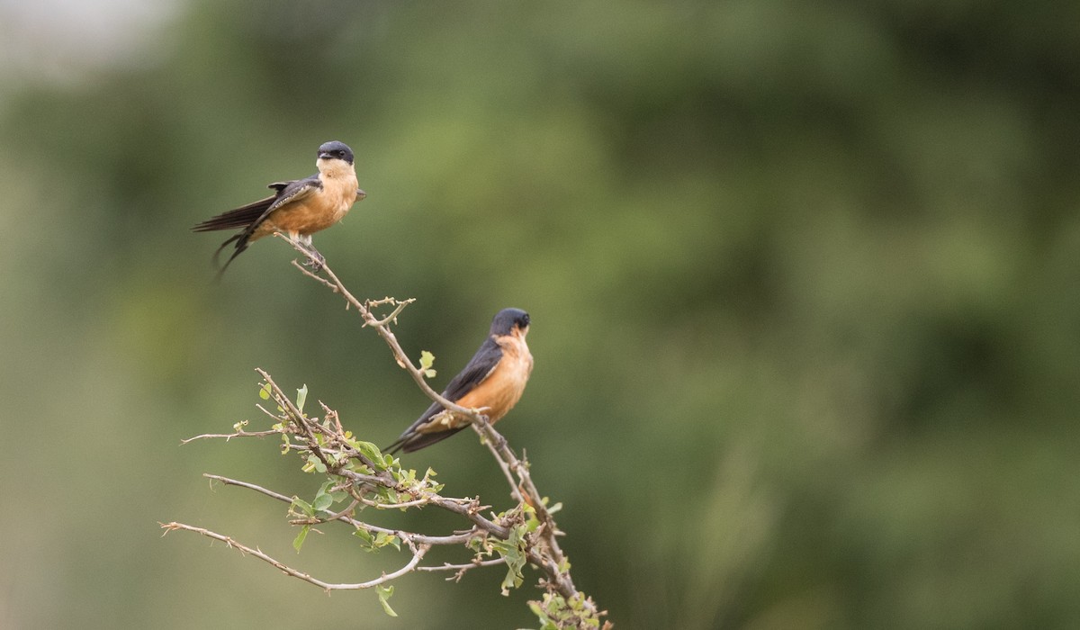 Golondrina Pechirrufa - ML111309641