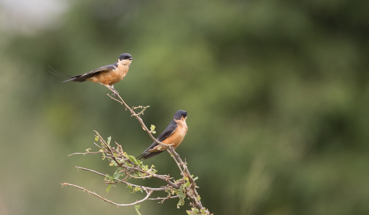 Golondrina Pechirrufa - ML111309651