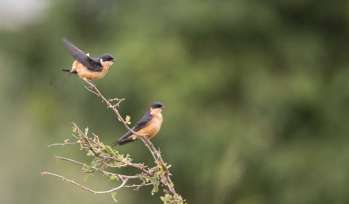 Golondrina Pechirrufa - ML111309671