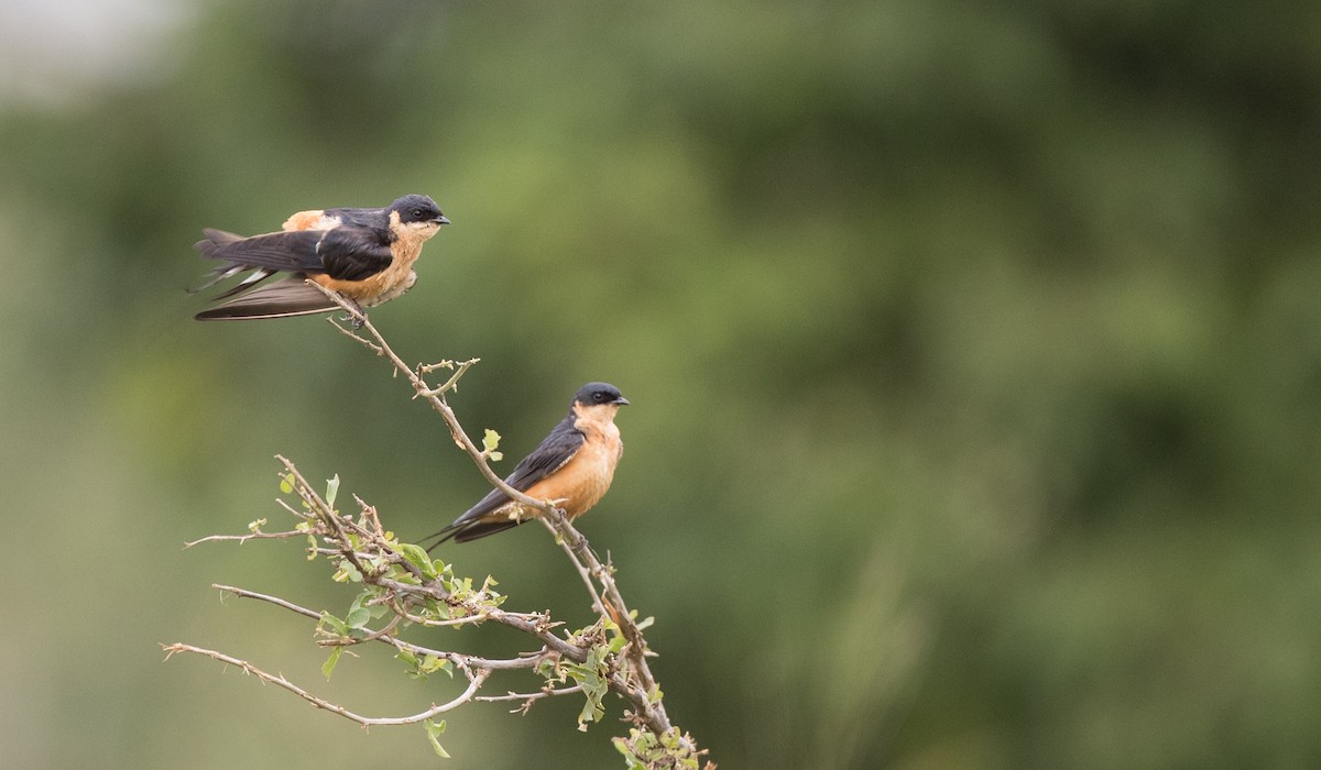 Rufous-chested Swallow - ML111309721
