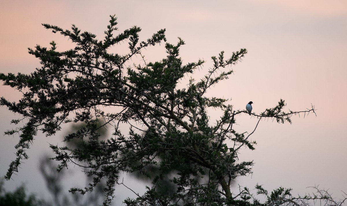 Violet-backed Starling - ML111309741