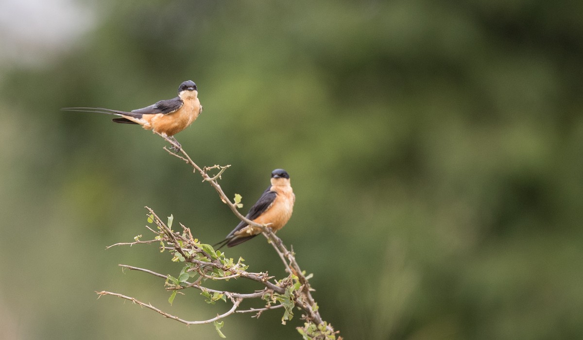 Golondrina Pechirrufa - ML111309851