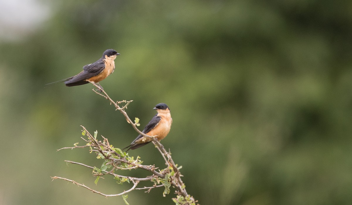 Rufous-chested Swallow - ML111309871