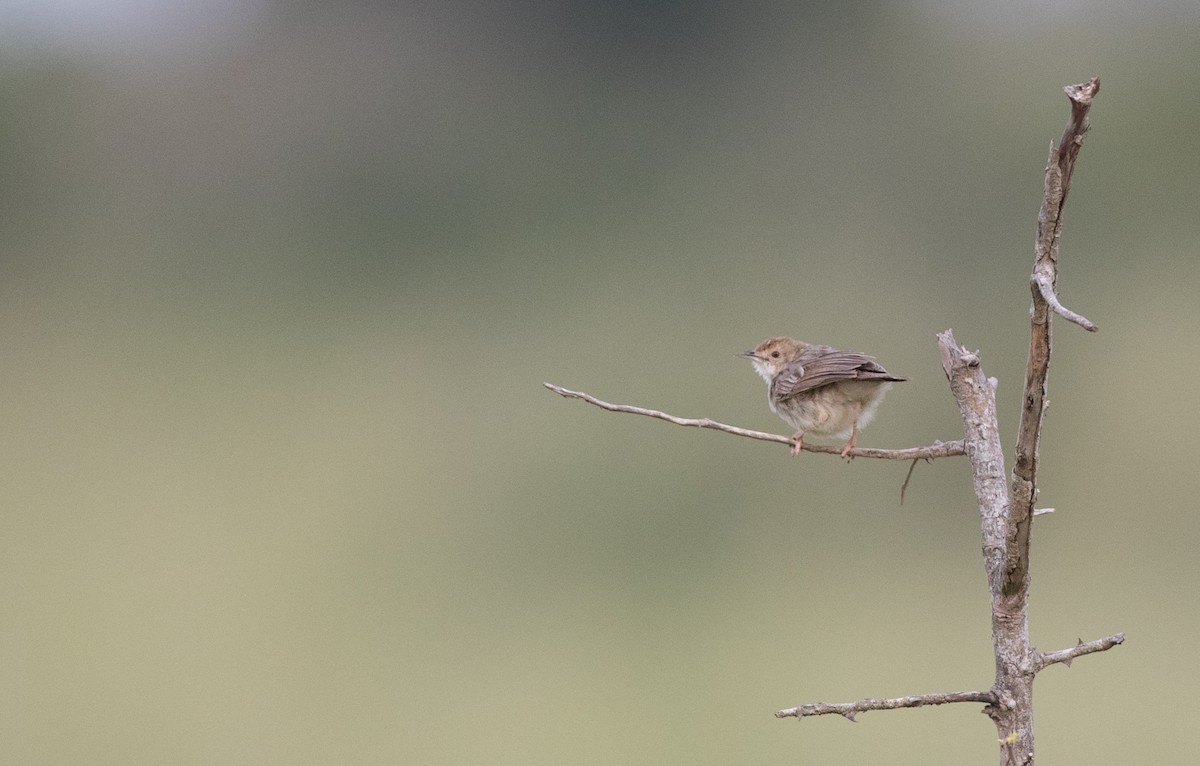 Croaking Cisticola - ML111309931