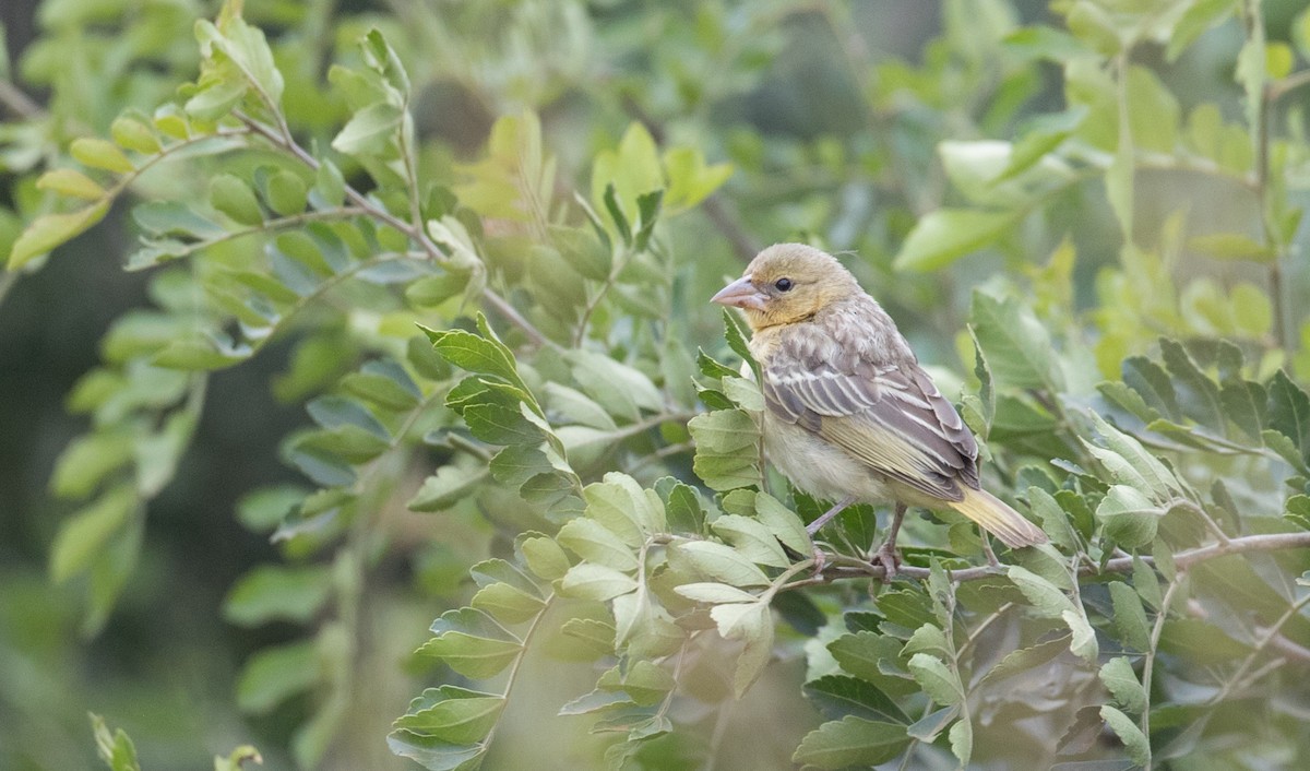 Ploceus sp. - ML111309961